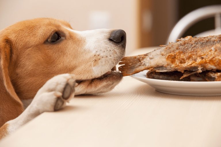 How to Get Rid of Fishy Smell From Dog? [8 Effective Ways]