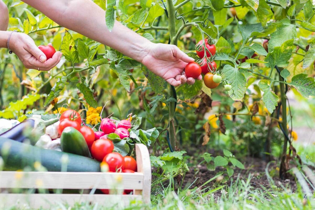 Harvesting the Fruits of Your Labor