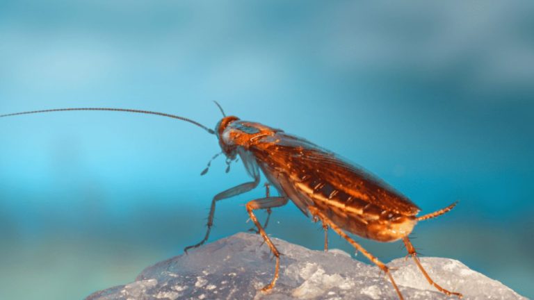Unraveling the Myth – Can Cockroaches Live in Your Penis?