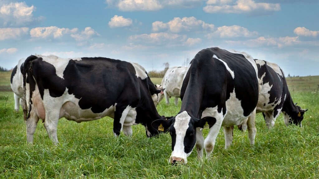 Cows Common Feeds and Supplements